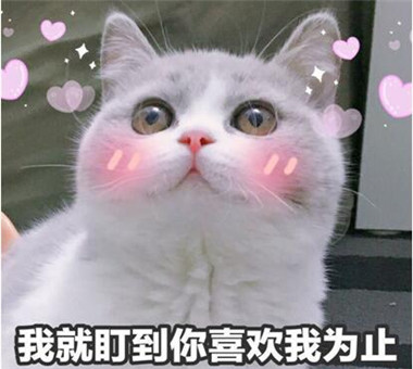 撩喜欢女生的表情包 最新撩妹表情包 撩喜欢女生的表情包 最新撩妹表情包第13张